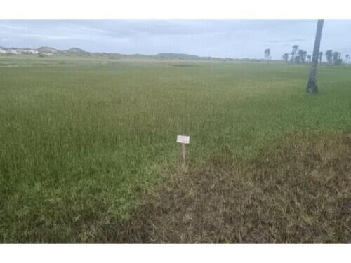 3395 Lote 071 Terrenos - Vila Rica Do Abais - Itaporanga D’ajuda/se, localizado em Itaporanga D'ajuda - SE