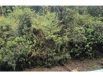 Terreno em Galópolis, Caxias do Sul RS
